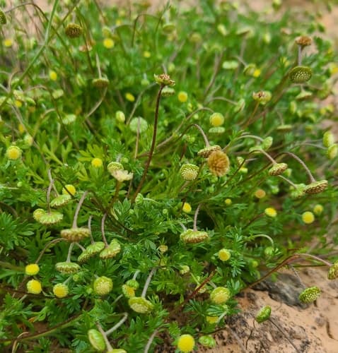 Common Cotula