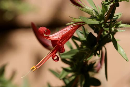 Thurber's desert honeysuckle