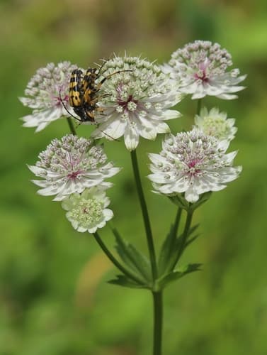 Great Masterwort