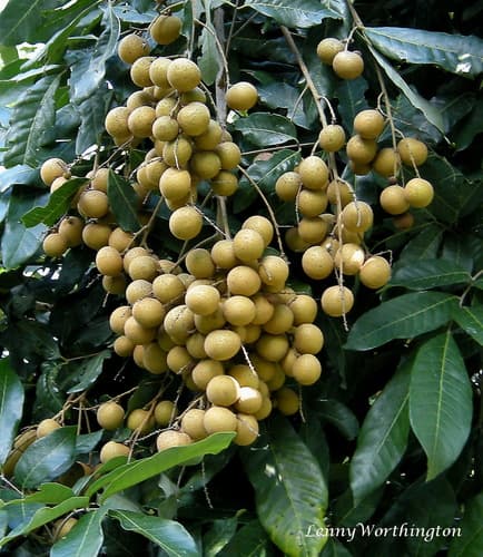 Longan