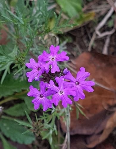 South American mock vervain
