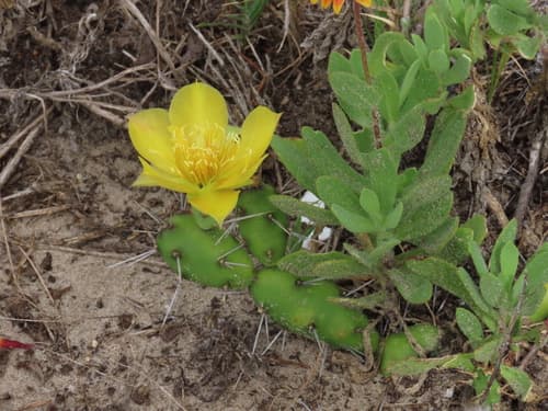 Creeping Cactus