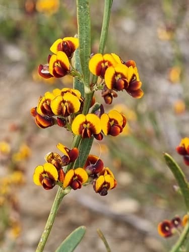 Narrow-leaf Bitter-pea