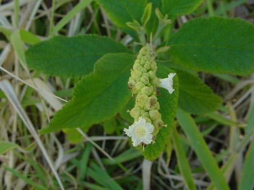 Tropical Black Sage