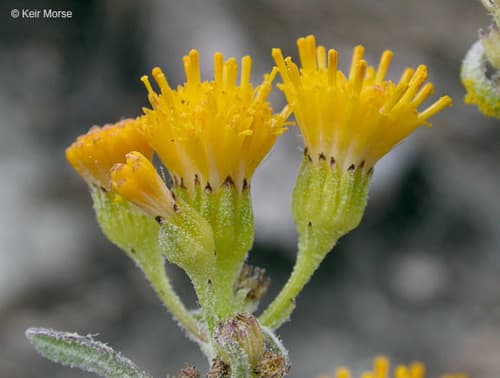 Rayless Ragwort