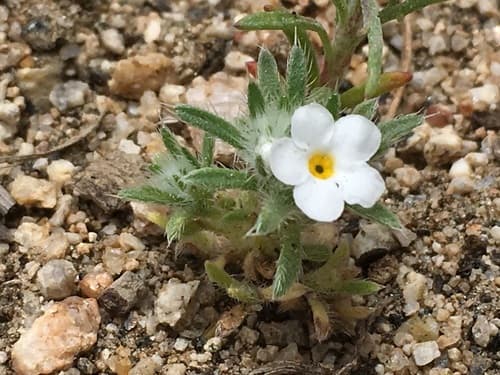 Cushion Cryptantha