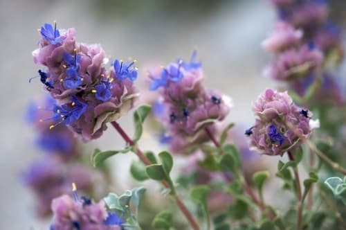Dorr's Sage