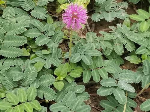 Sunshine Mimosa