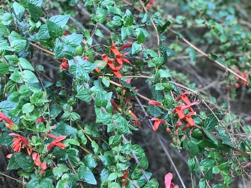 Heartleaf Keckiella