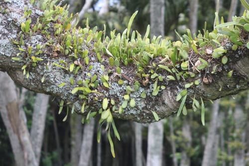Leather-leaf Fern