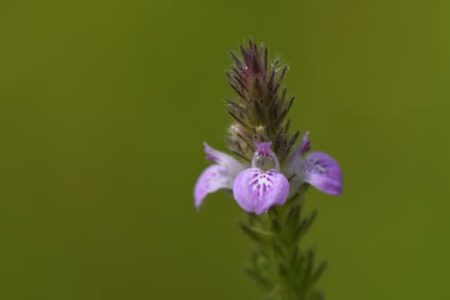 Purple Justicia