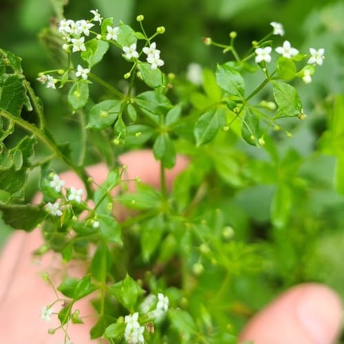 rough bedstraw