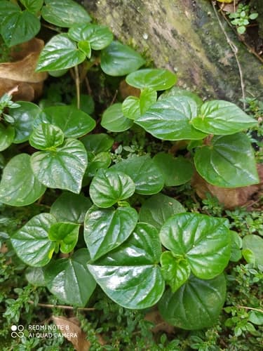 Pepper elder