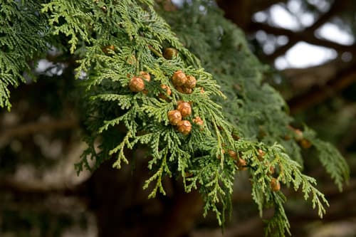 Hinoki cypress Bonsai