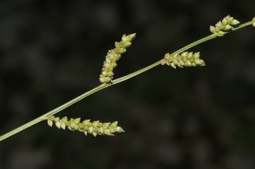 Jungle Rice