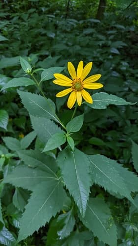 pale sunflower