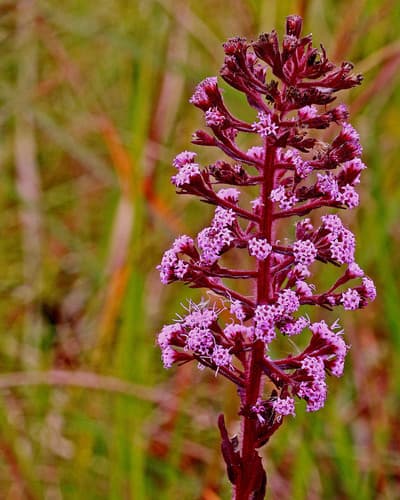 Hairy Chaffhead