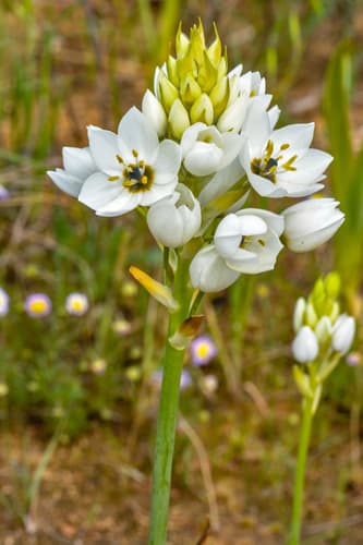 Chincherinchee