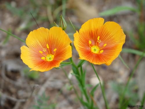 Yellow Flax