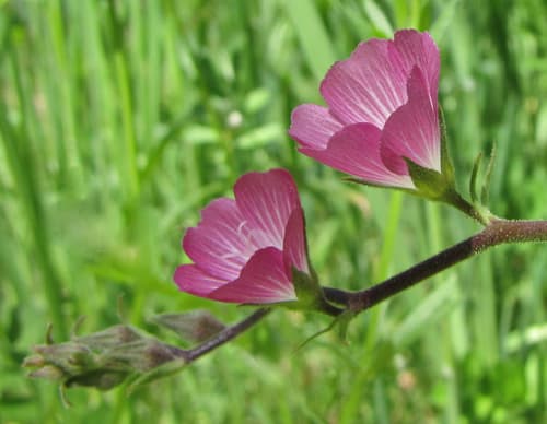 Waxy Checkerbloom
