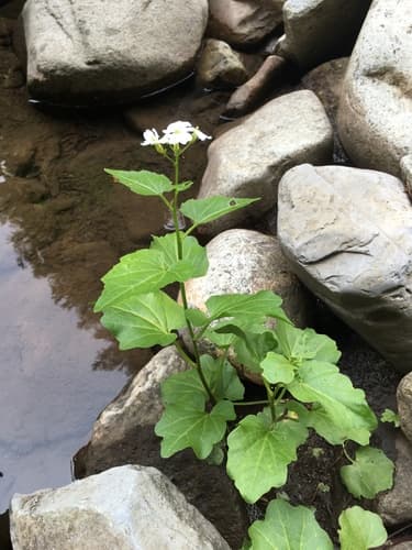 heartleaf bittercress