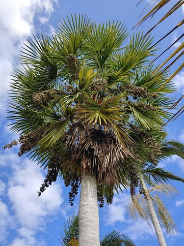 Caranday Palm Bonsai