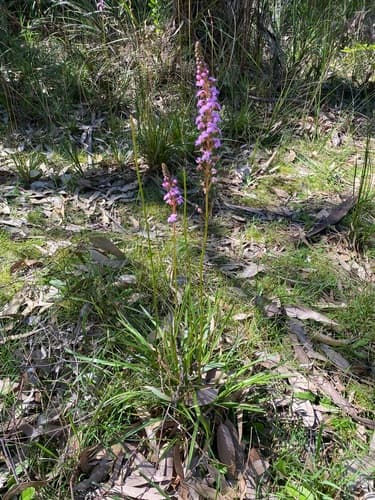 Grass Triggerplant