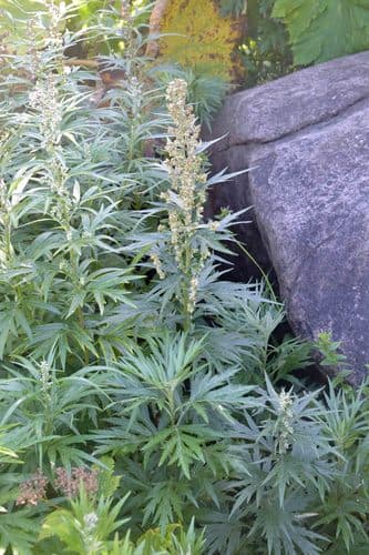 Tilesius Wormwood
