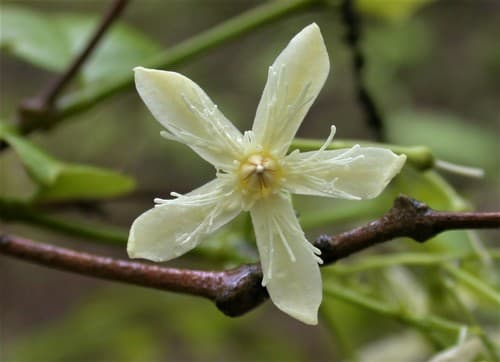 Jaundice curative tree