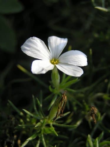 Many-flowered Linanthus