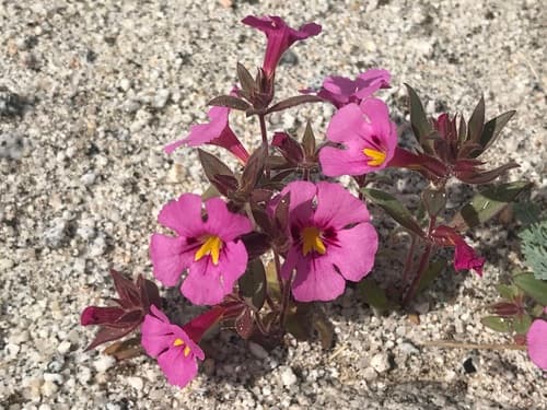 Bigelow's Monkeyflower Bonsai (Conceptual)