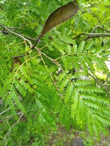 Sanillo Bonsai