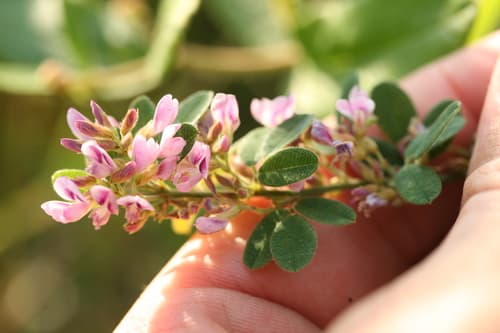 Tall Bush-Clover Bonsai