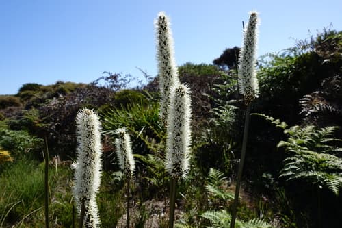 small grass-tree