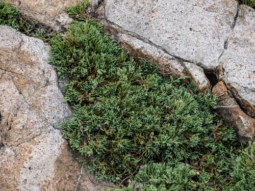 Creeping Juniper