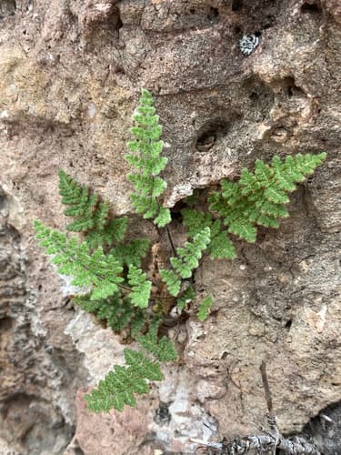 Fee's Lip Fern