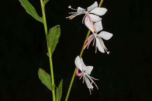 clockweed