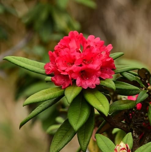 Tree Rhododendron
