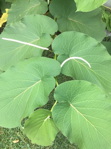 Root Beer Plant