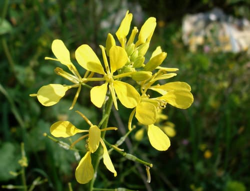 White Mustard
