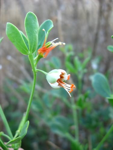 Syrian Bean-Caper