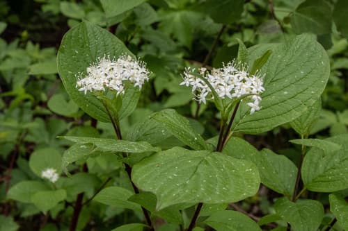 Tatarian Dogwood