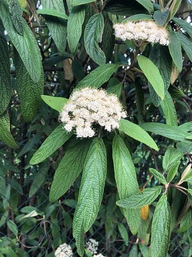 Leatherleaf Viburnum Bonsai