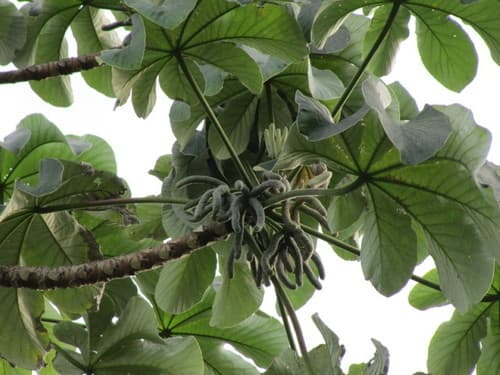 Trumpetwood Tree