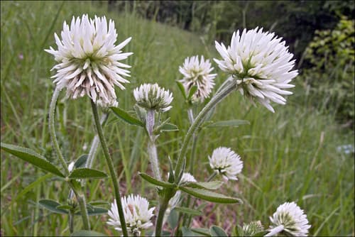 Mountain Clover