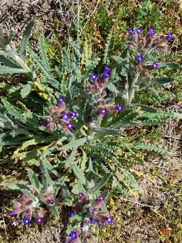 Undulate Alkanet