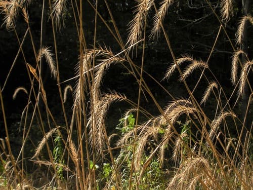 river wild rye