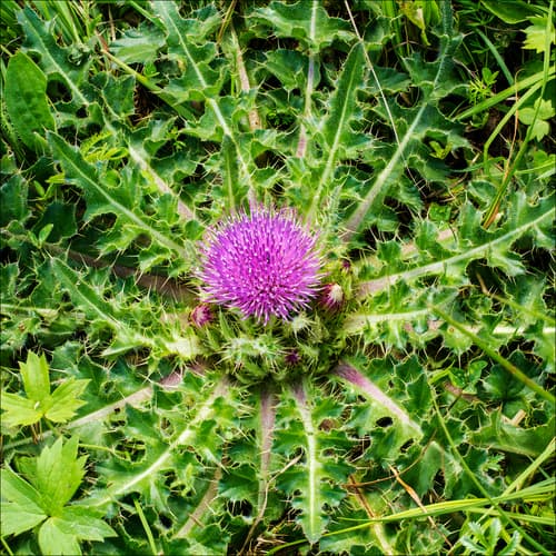 Stemless Thistle