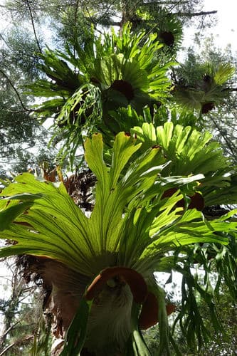 Stag Horn Fern