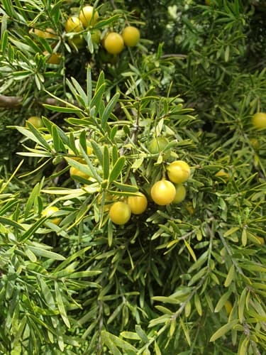 Outeniqua Yellowwood
